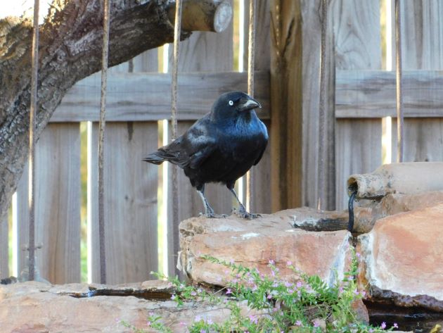 Animalstuffstore Torresian-Crow-9-1 Torresian Crows and Vegemite – 10,000 Birds Bird  