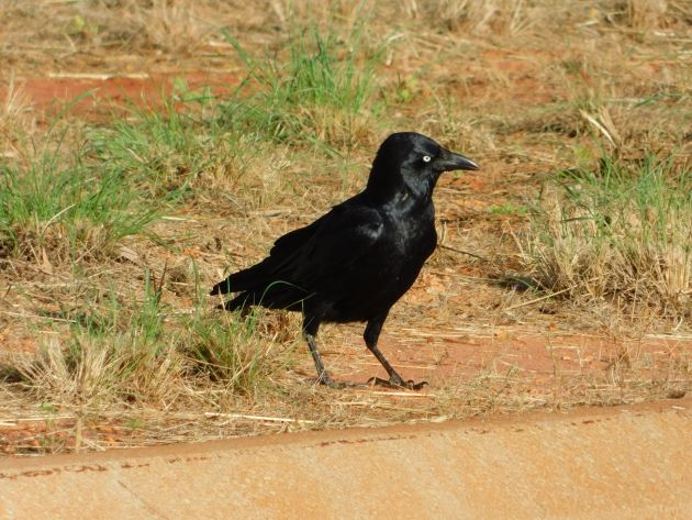 Animalstuffstore Torresian-Crow-9 Torresian Crows in Australia – 10,000 Birds Bird  