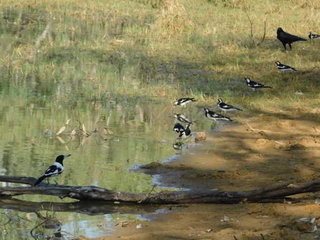 Animalstuffstore Torresian-Crow-Pied-Butcherbird-and-Magpie-larks Bush telly in Australia – 10,000 Birds Bird  