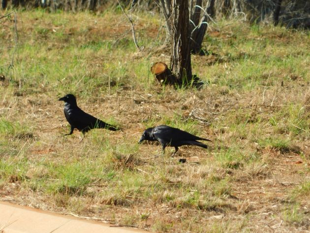 Animalstuffstore Torresian-Crows Torresian Crows in Australia – 10,000 Birds Bird  
