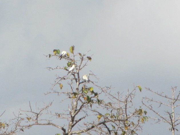 torresian-imperial-pigeons