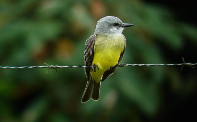 Tropical Kingbird