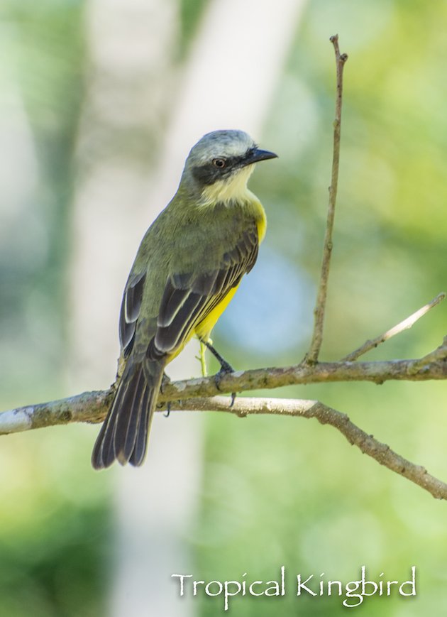 Tropical Kingbird