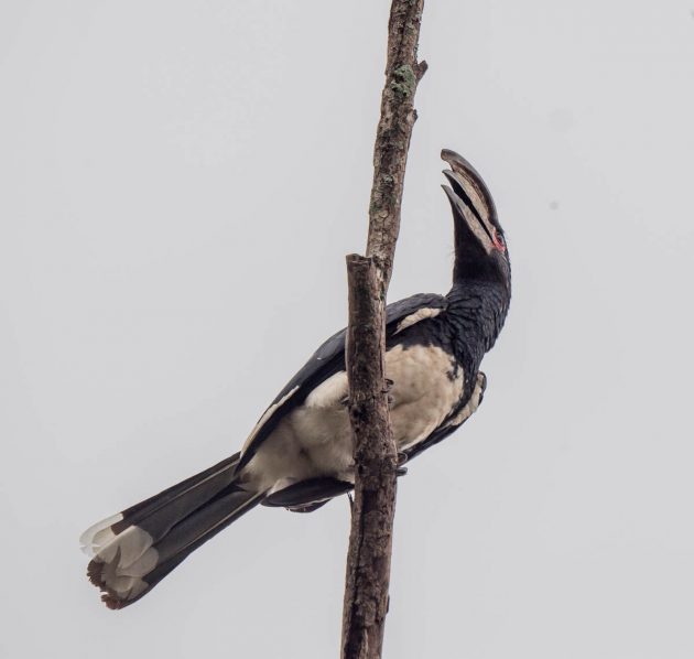 Animalstuffstore Trumpeter-Hornbill_DSC0587_Eshowe-Nov-2018-2-630x598 Birding the Eshowe space, South Africa – 10,000 Birds Bird  