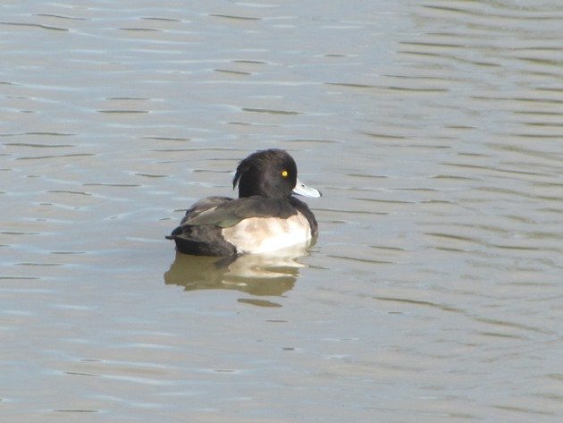 tufted-duck