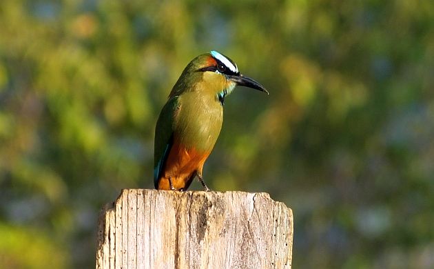 turquoise-browed-motmot