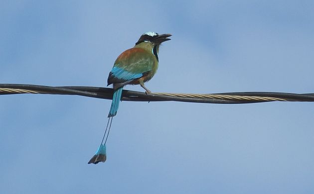 turquoise-browed-motmot-2