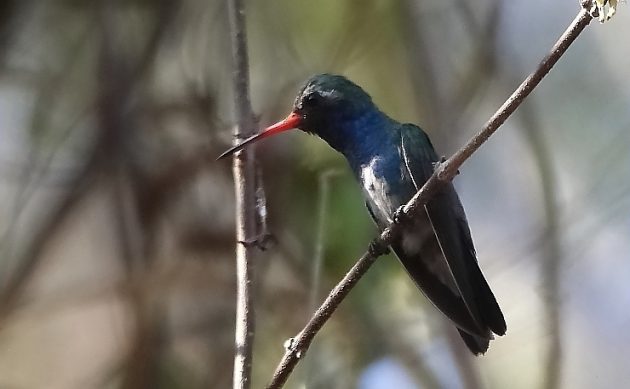 Animalstuffstore Turquoise-crowned-Hummingbird-630x389 Birding Ixtapa/Zihuatanejo – 10,000 Birds Bird  