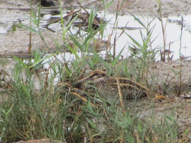 two-jack-snipe