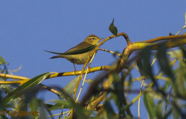 UK.KEN 24Aug16 Willow warbler01