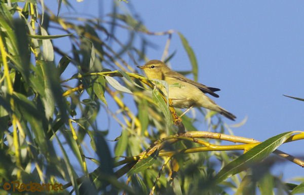 UK.KEN 24Aug16 Willow warbler03