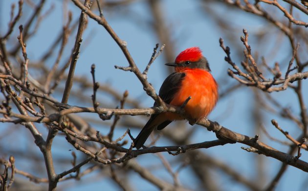 Vermilion Flycatcher