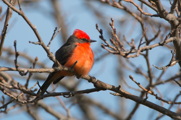 Vermillion Flycatcher