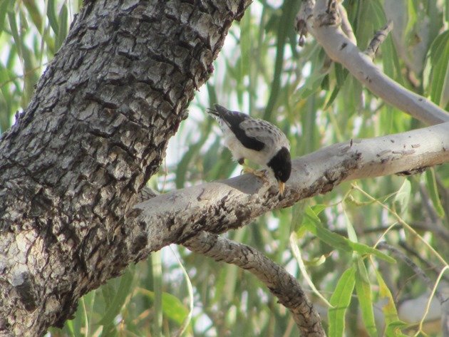 Varied Sittella