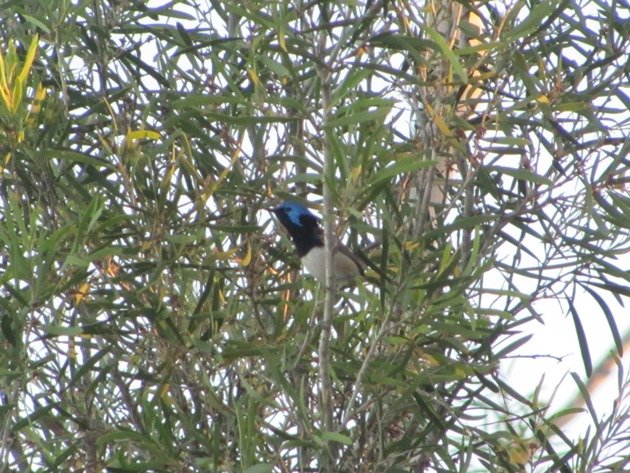 Variegated Fairywren