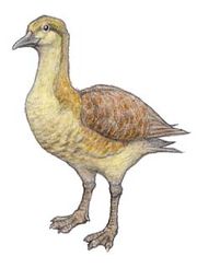 Vegavis reconstruciton, from Dinopedia. 