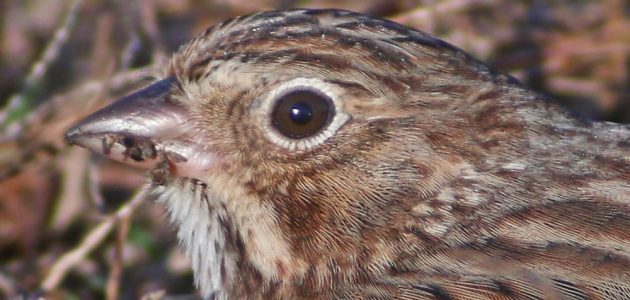 vesper-sparrow-portrait