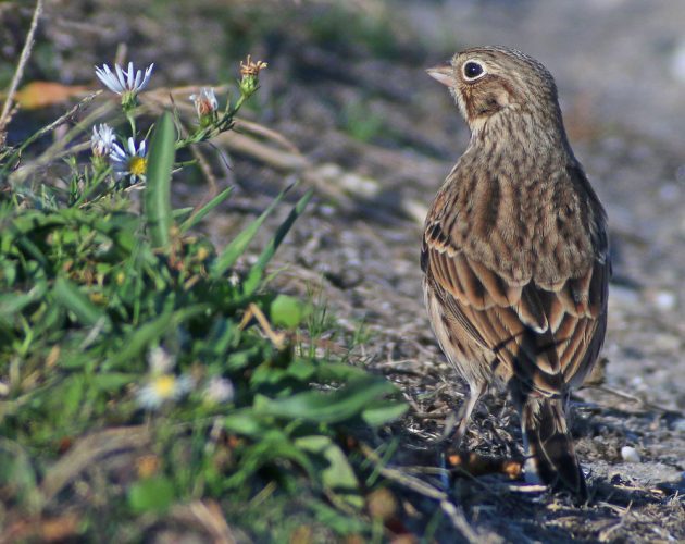 vesper-sparrow-back-view