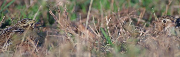 vesper-sparrow-with-savannah-sparrow