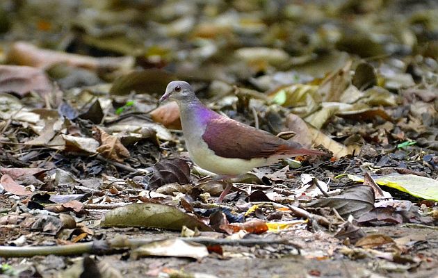 Animalstuffstore Violaceous-Quail-Dove-1-Nancy-Stevick Highlights from the 2022 Arenal Christmas Rely in Costa Rica – 10,000 Birds Bird  