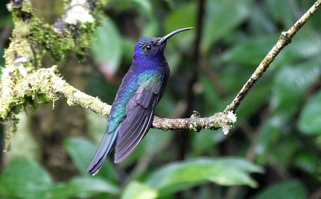 Animalstuffstore Violet-Sabrewing-1-630x390 Searching for Misplaced Warblers at Parque Rio Loro, Costa Rica – 10,000 Birds Bird  