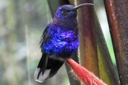 A Guide to Easy Birding in Costa Rica at Cinchona