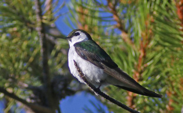 Violet-green Swallow