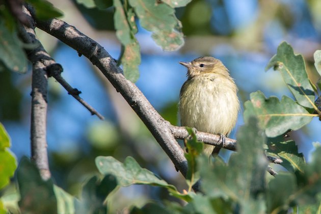 Warbling Vireo Fledgling