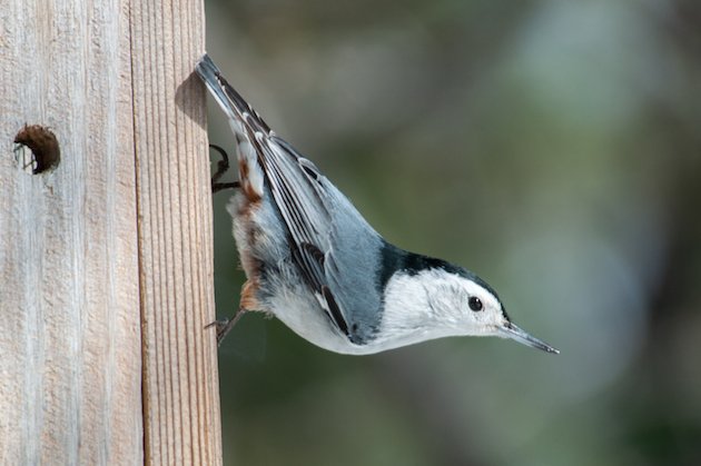 White-breasted Nuthatch