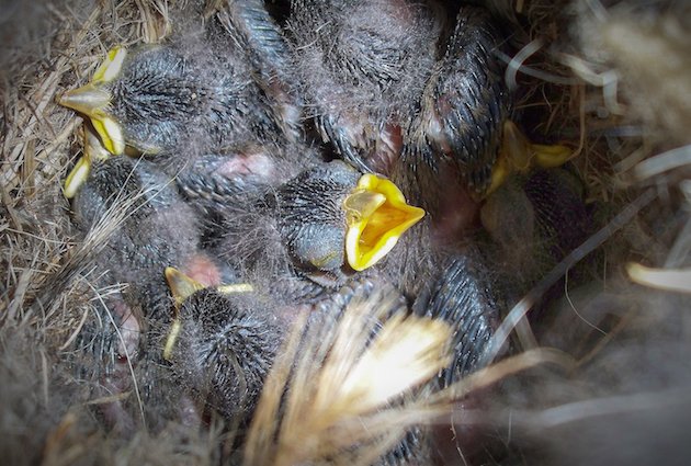 White-breasted Nuthatch Nestlings