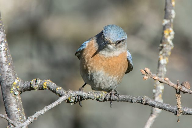 Western Bluebird Female