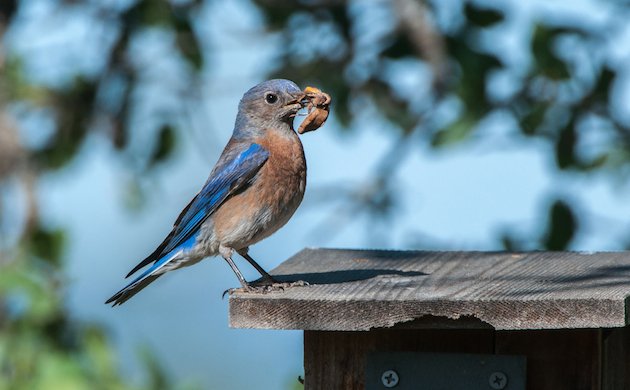 Western Bluebird Female