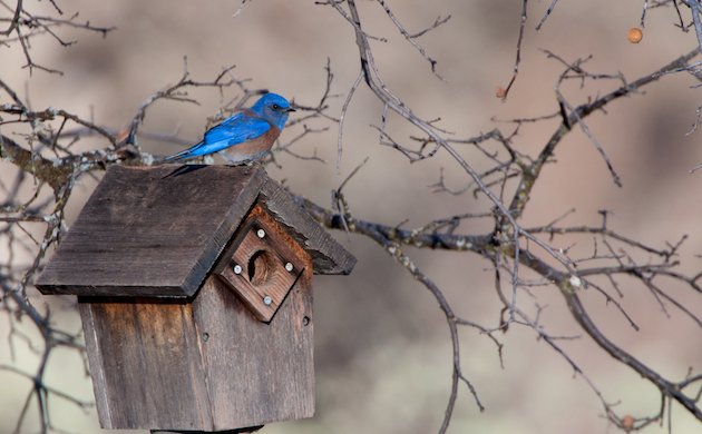 Western Bluebird