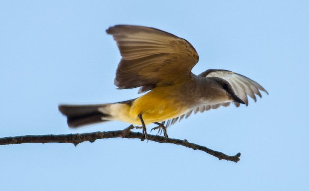 Western Kingbird Takes Off