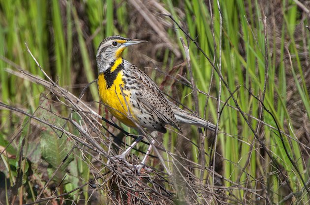 Western Meadowlark