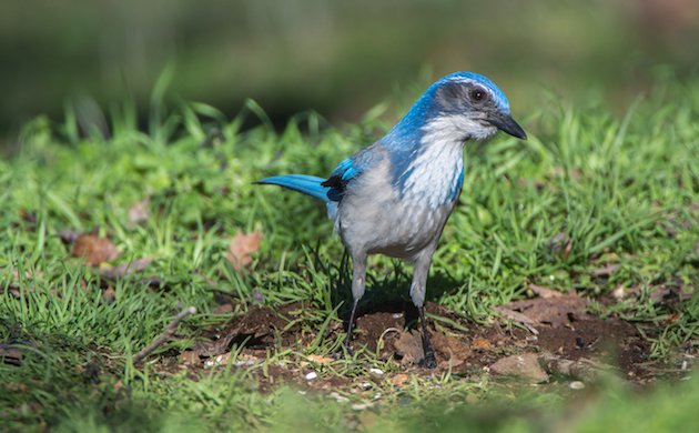 California Scrub-Jay