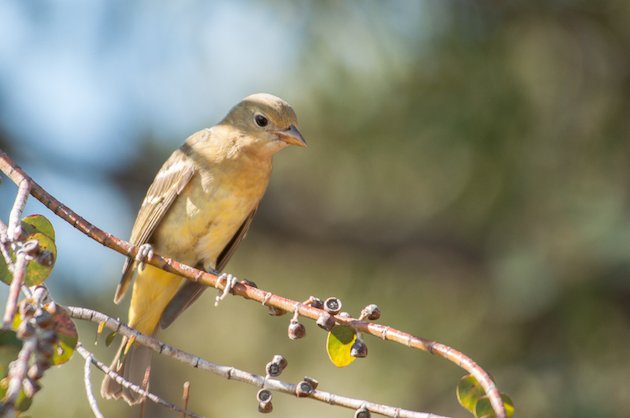 Western Tanager Female