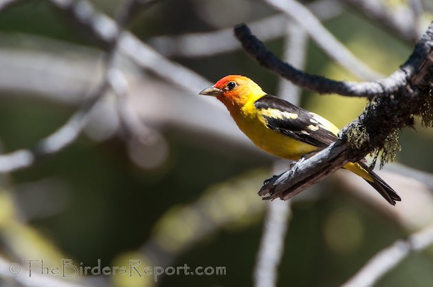 Western Tanager Male