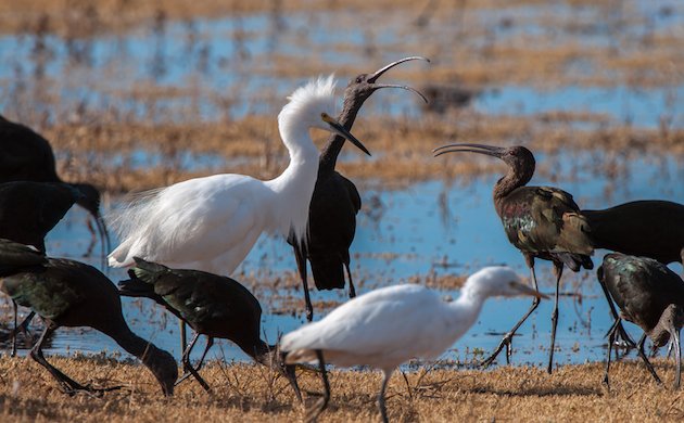 White-faced Ibis and Snowy Egret