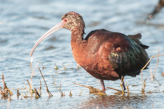 White-faced Ibis