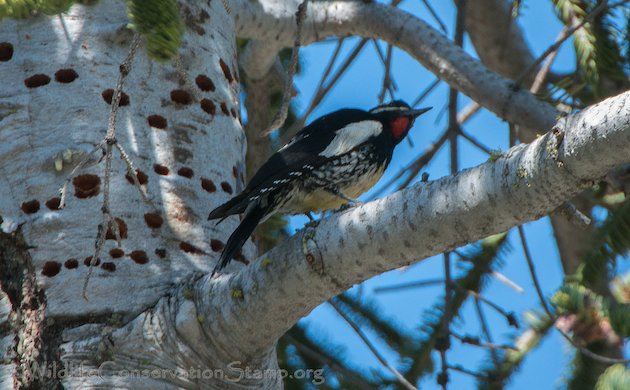 Williamson's Sapsucker Male