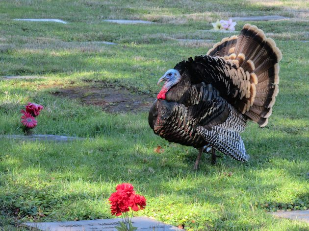 Wild Turkey Male