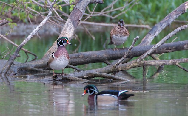 Wood Duck Pair