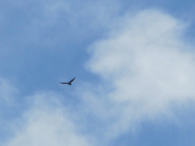 Wedge-tailed Eagle