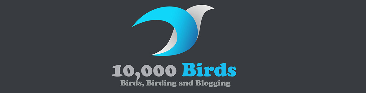 10,000 Birds - Birds, Birding and Blogging