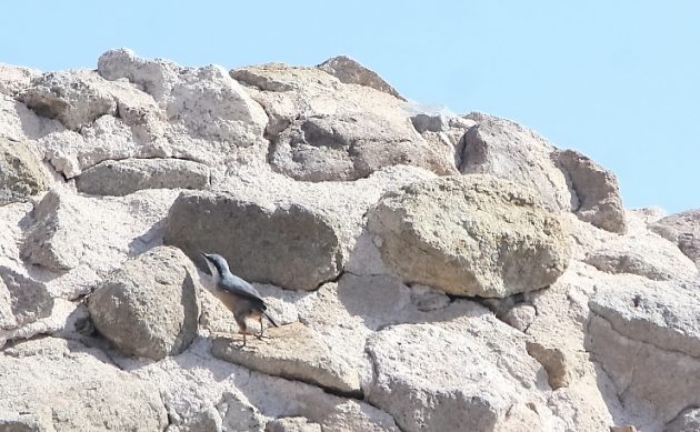 Animalstuffstore Western-Rock-Nuthatch-1-630x389 Birds in Ruins – 10,000 Birds Bird  