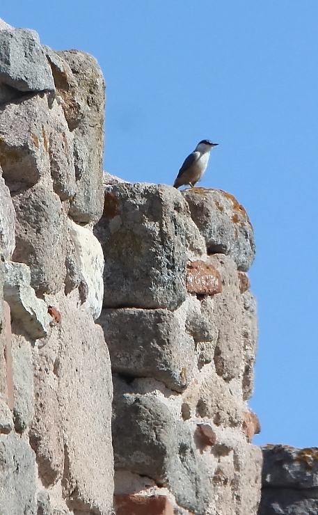 Animalstuffstore Western-Rock-Nuthatch-3-1 Birds in Ruins – 10,000 Birds Bird  