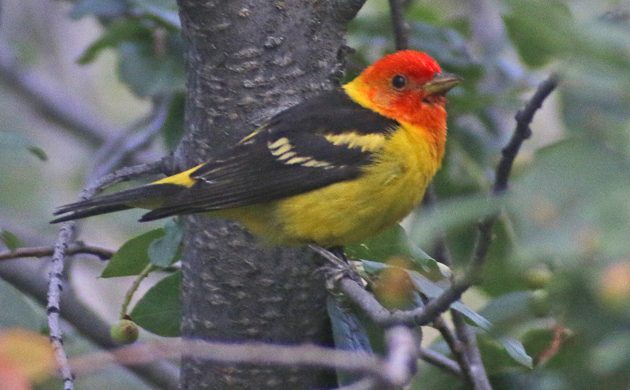 Western Tanager