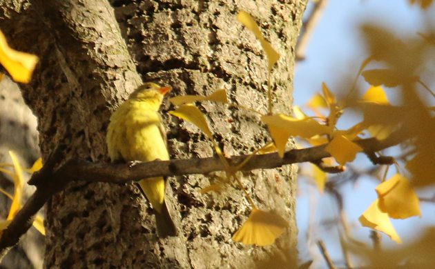 western-tanager-high-up-in-city-hall-park