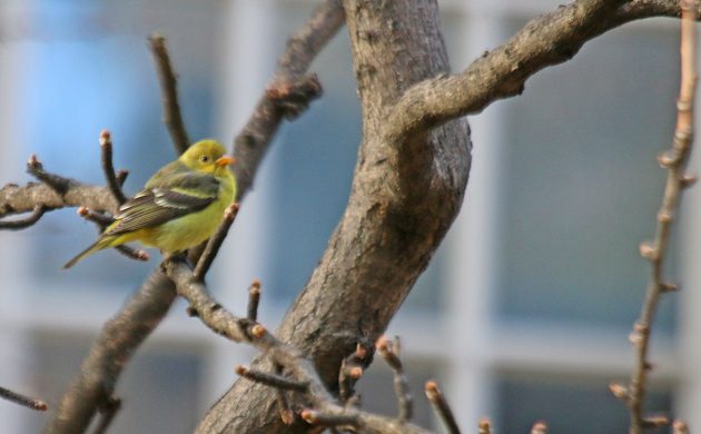 western-tanager-in-manhattan-bbotw